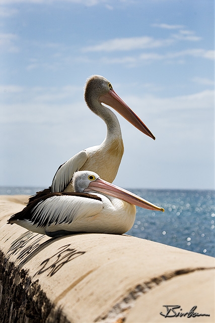 IMG_0357-Edit.jpg - Pelicans