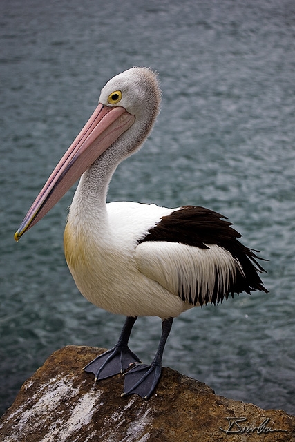 IMG_0627-Edit.jpg - Pelican