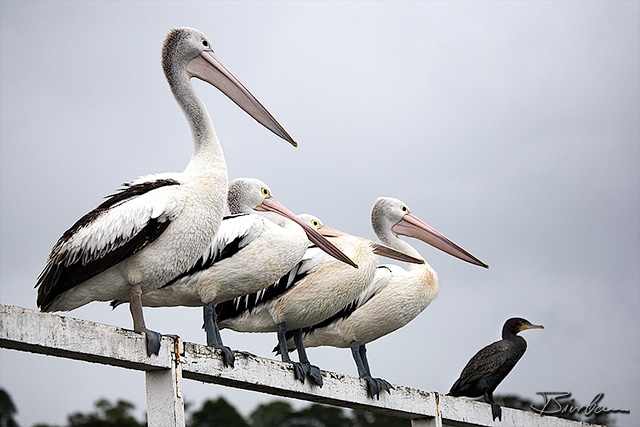 IMG_0875-Edit.jpg - Pelicans & Cormoran
