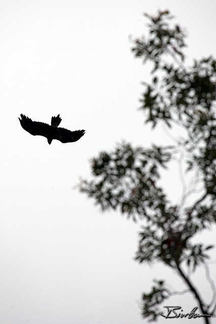 IMG_1196-Edit.jpg - Wedged Tail Eagle