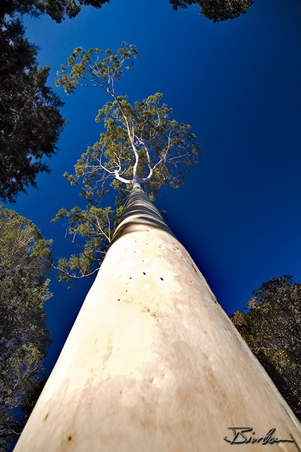 IMG_2280-Edit.jpg - Giant Trees