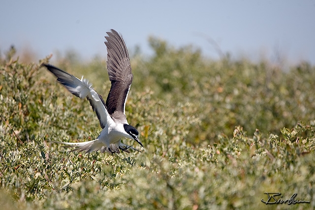 IMG_2436-Edit.jpg - Tern on penguin island south of perth