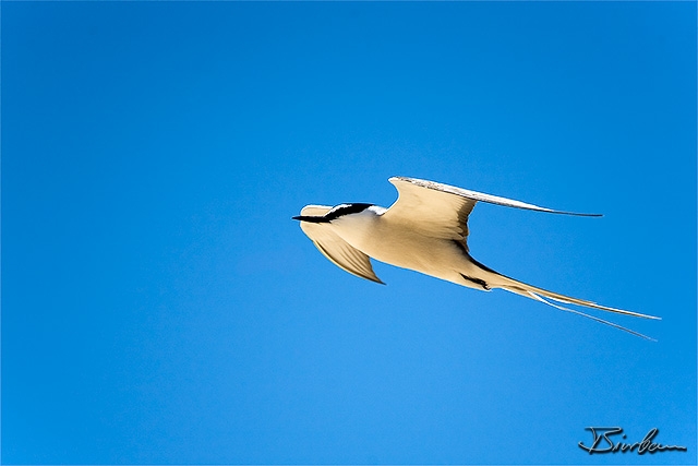 IMG_2476.Edit.jpg - Tern on penguin island south of perth