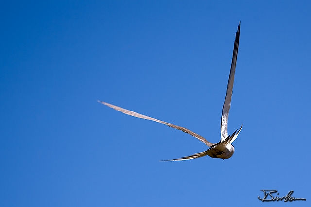 IMG_2507-Edit.jpg - Tern on penguin island south of perth