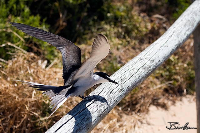 IMG_2509-Edit.jpg - Tern on penguin island south of perth