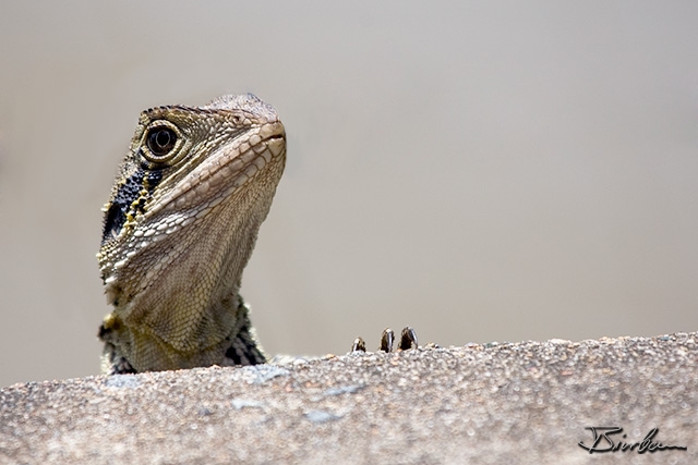 IMG_7001-Edit.jpg - Brisbane Water Dragon