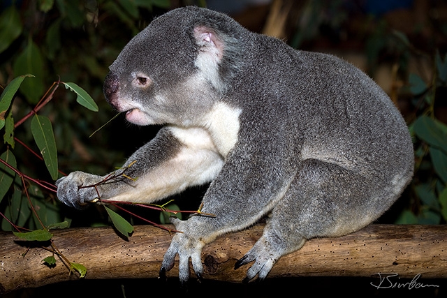IMG_7510-Edit.jpg - Koala close to Brisbane (Sanctuary)
