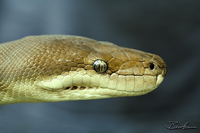 IMG_7581-Edit.jpg - Tree Python close to Brisbane (Sanctuary)