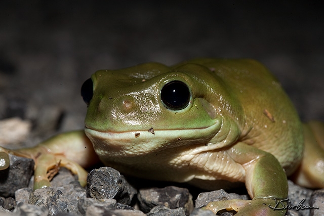 IMG_7751-Edit.jpg - Treefrog