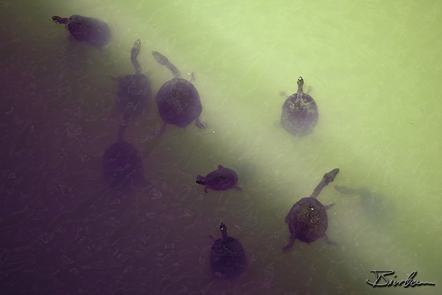 IMG_7792-Edit.jpg - Water Turtles