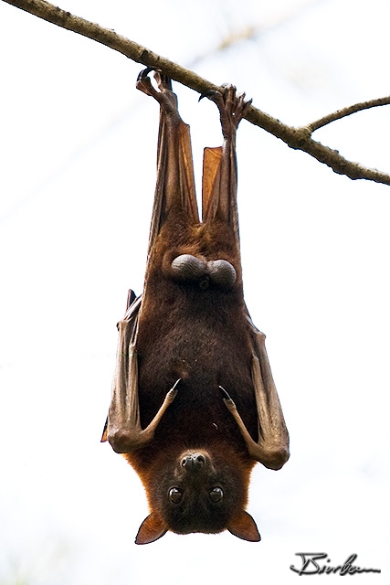 IMG_7935-Edit.jpg - Flying Foxes