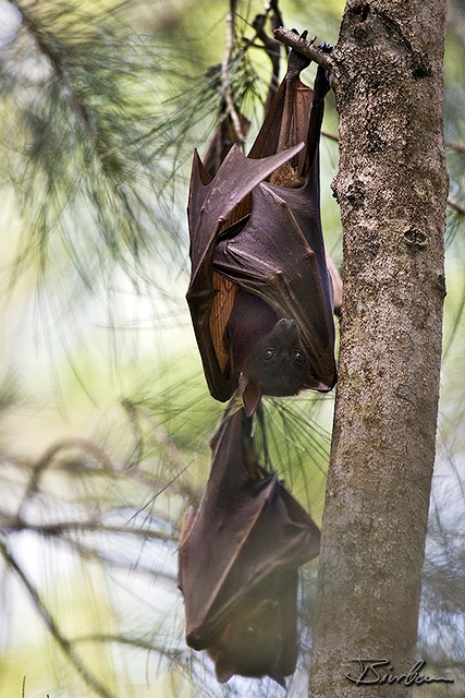 IMG_7955-Edit-Edit.jpg - Flying Foxes