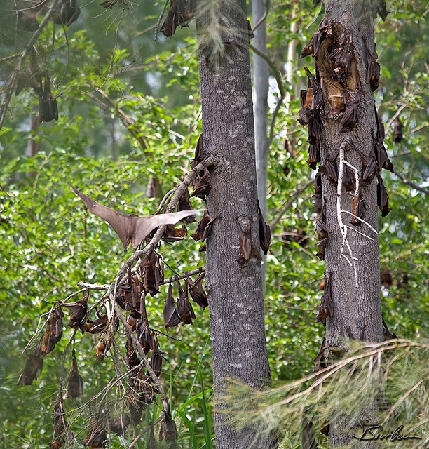 IMG_7971-Edit.jpg - Flying Foxes