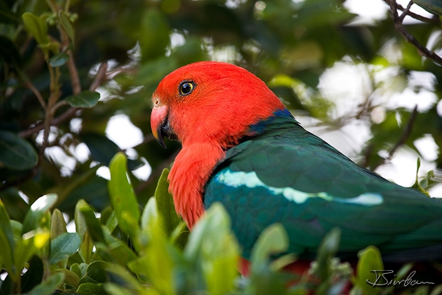 IMG_8020-Edit.jpg - Male King Parrot