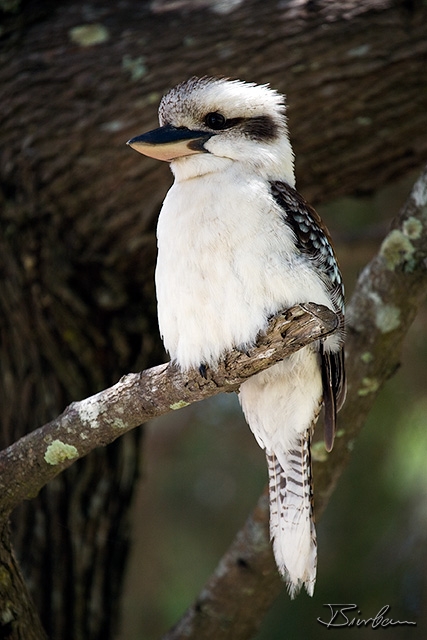 IMG_8239-Edit.jpg - Laughing Kookaburra