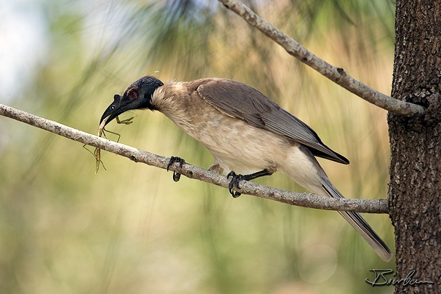 IMG_8257-Edit.jpg - Noisy Friarbird