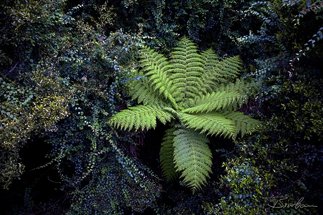 IMG_8584-Edit.jpg - Fern from a tree walk