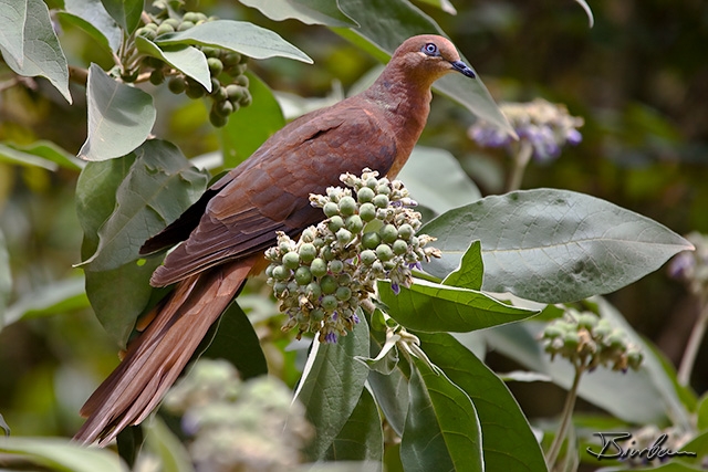 IMG_8672-Edit.jpg - Brown cuckoo dove