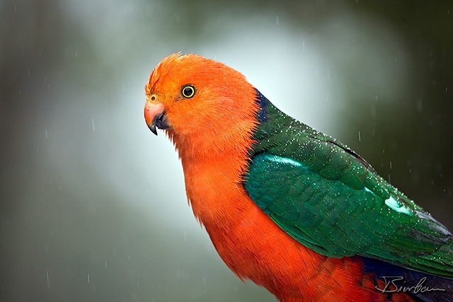 IMG_8950-Edit.jpg - Male King Parrot