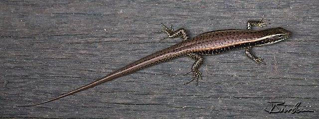 IMG_9151-Lizard.jpg - Skink ...