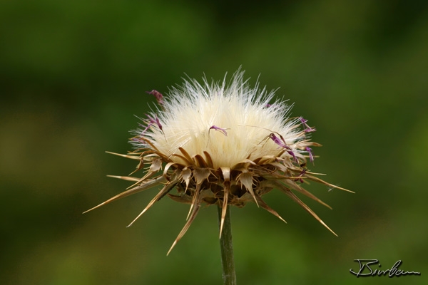 Landschaft3.jpg - 2003, Australia, Thistle