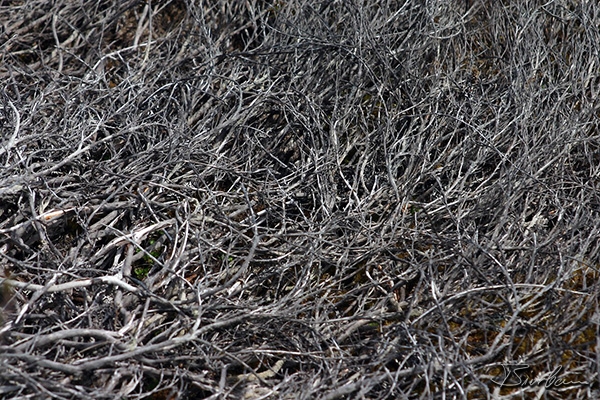 Landschaft_44.jpg - 2003, Australia, Bush